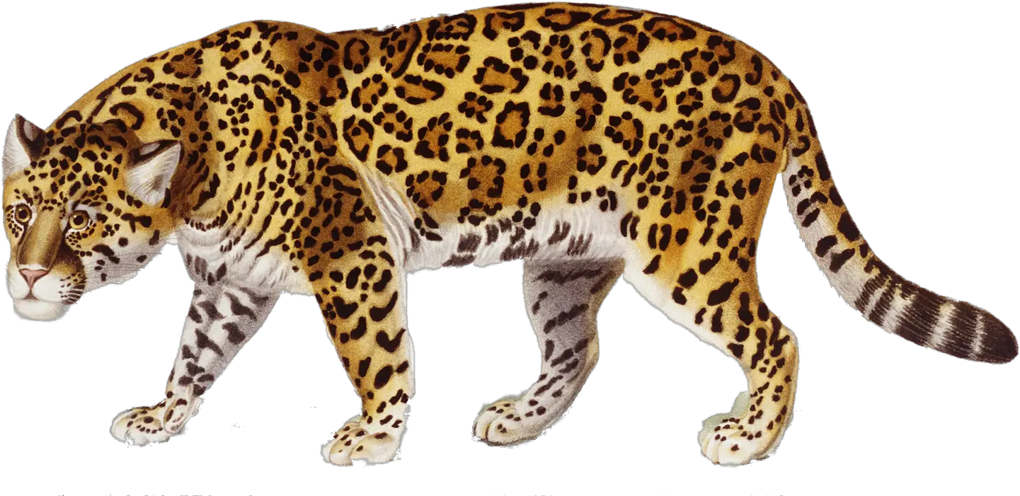 Transparent Png Images Icons And Clip Arts Jaguar Png Jaguar Png