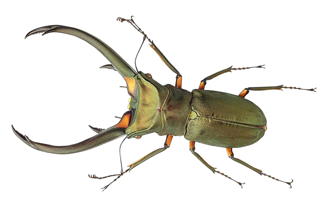 Bug Png Transparent Image Bug Png Bugs Png