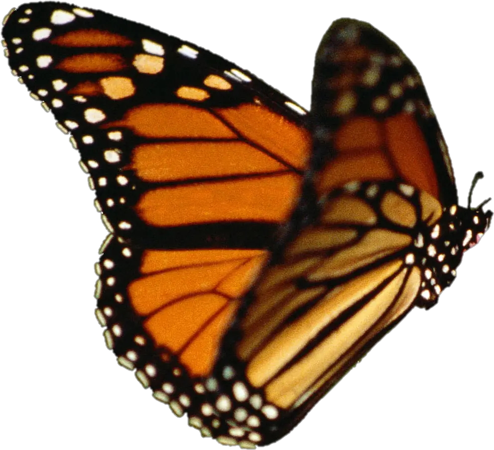 Download Butterfly Vector Monarch Butterfly Transparent Butterfly Gif Without Background Png Butterfly Vector Png png