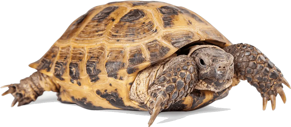 Tortoise Png Transparent Images 18 Turtle Png Tortoise Png