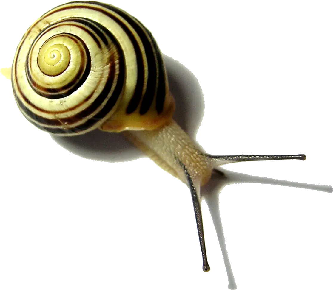 Download Snail Png Pic Snail Quotes Snail Png