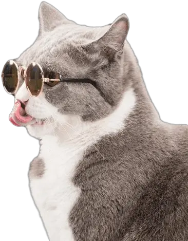 Cool Cat Sunnies Cat With Sunglasses Png Cool Cat Png