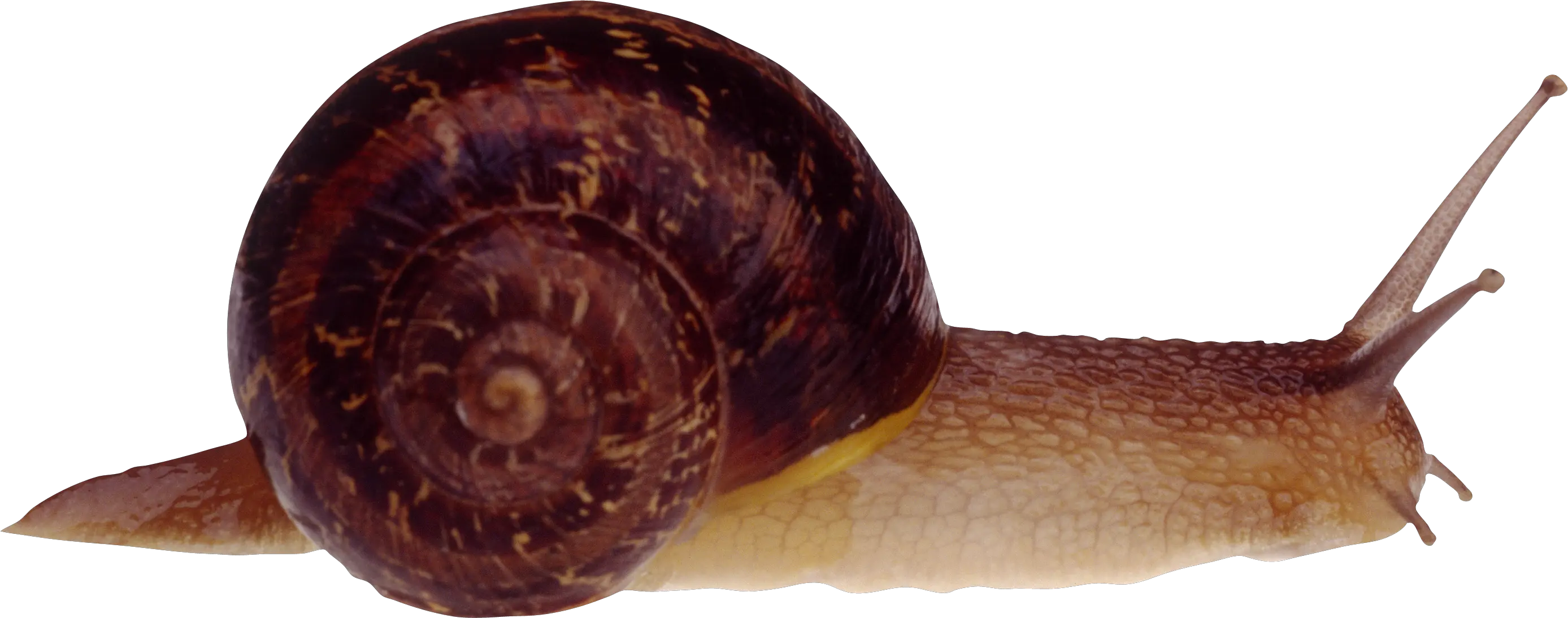 Png Snails Snail Fasciola Snail Png