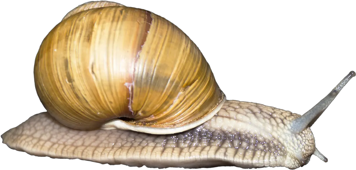 Download Snail Png Image For Free Snail Transparent Snail Png