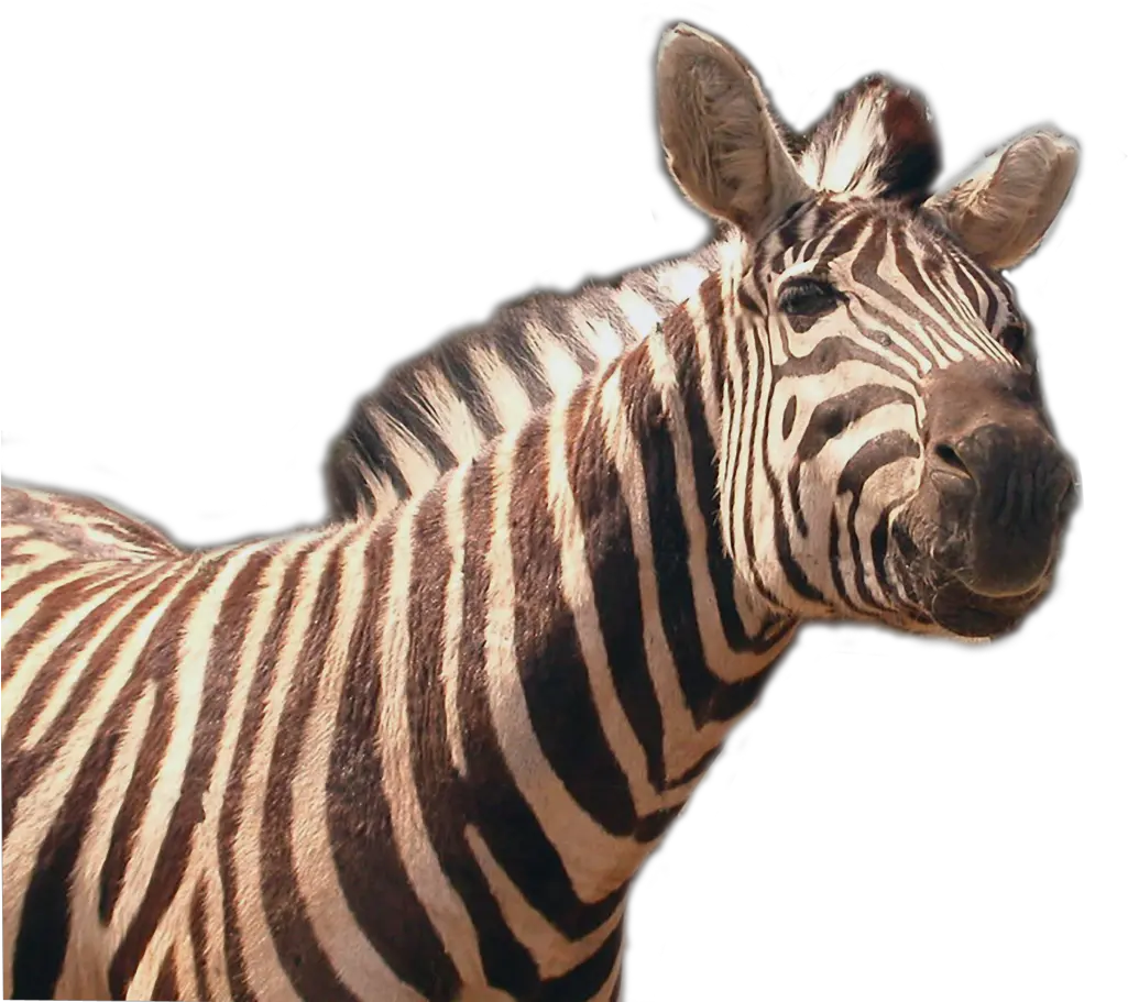 Zebra Png Transparent File Quagga Png Zebra Transparent Background