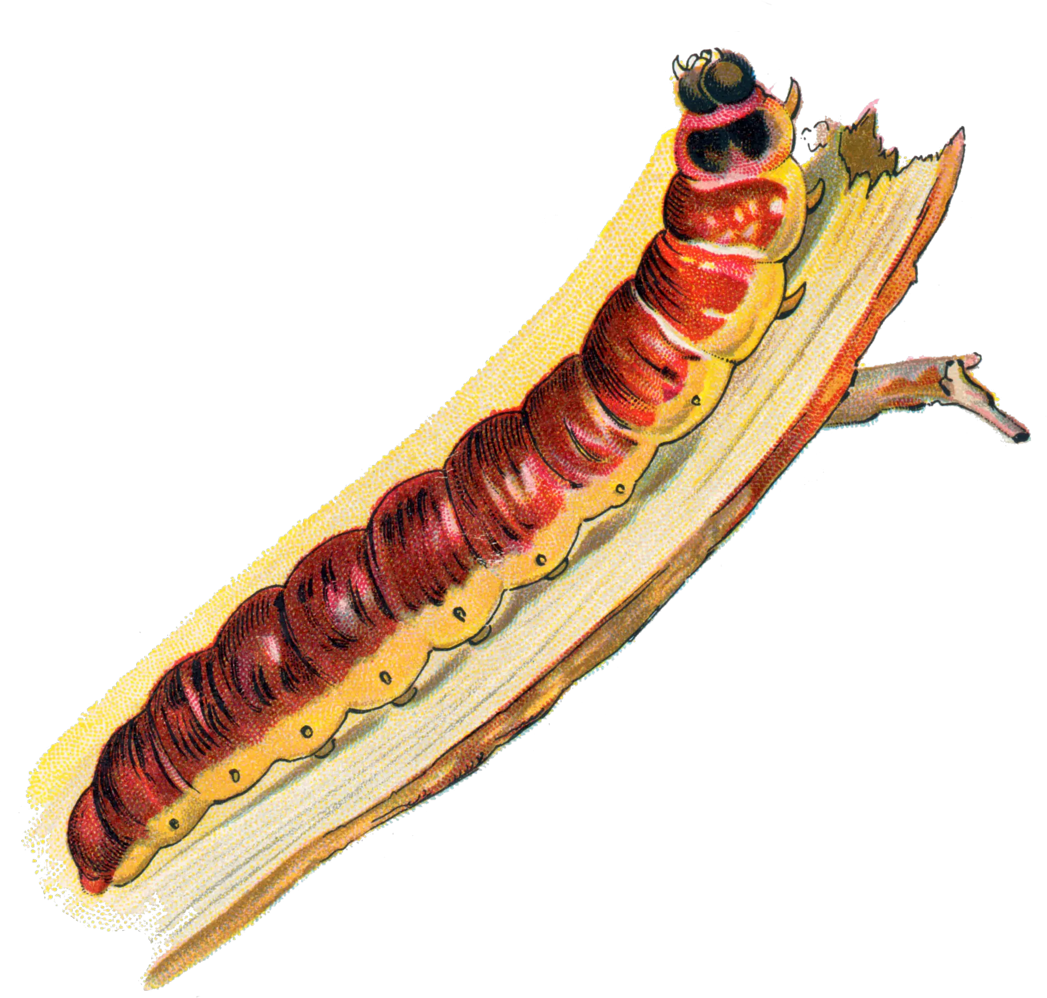 Cossus Caterpillar Caterpillar Png Caterpillar Png