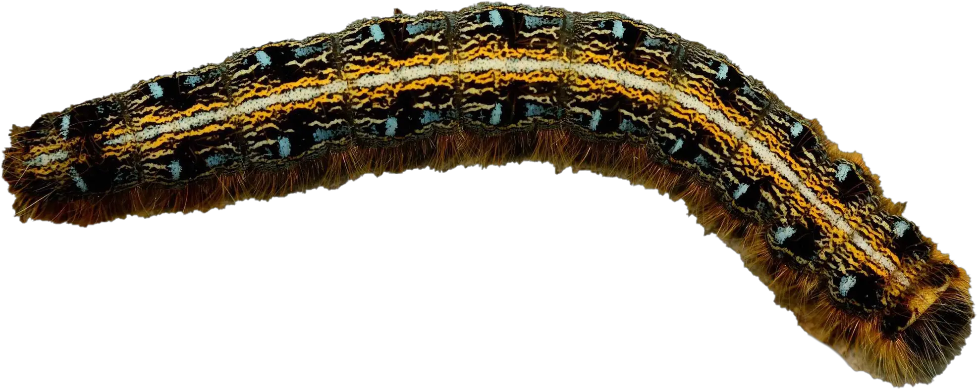 Real Caterpillar Png Photos Caterpillar Png Caterpillar Png
