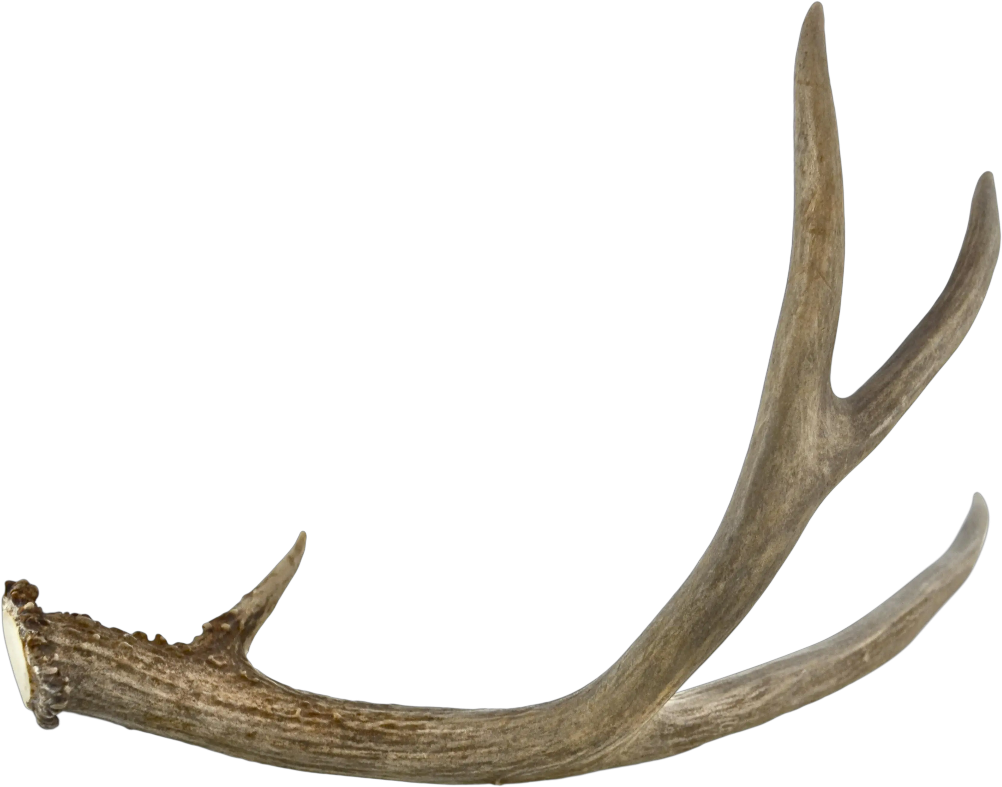 Antler Jaw Antlers Png Antlers Png