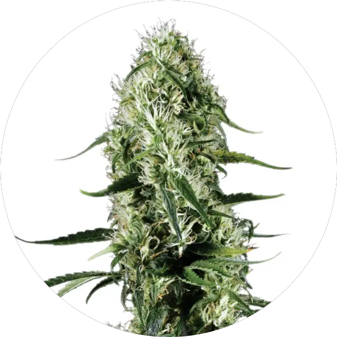 Super Silver Haze Silver Haze Png Haze Png