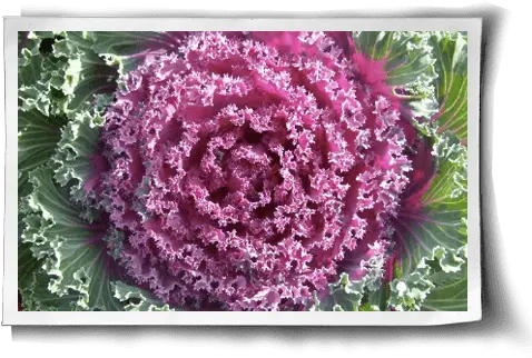 Cabbage Versatile And Delicious Cancer Fighter Wild Cabbage Png Cabbage Png