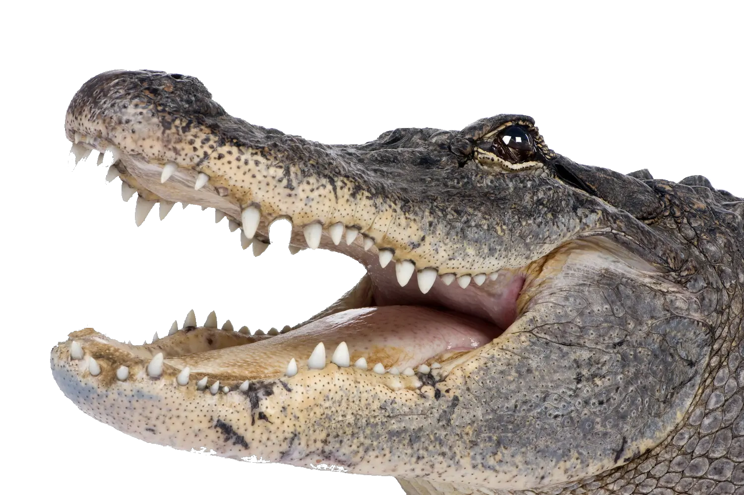 Free Crocodile Transparent Download Alligator Png Croc Png