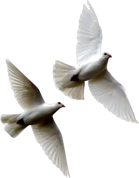 White Doves Psd Official Psds Dove Flying Away Png Dove Transparent
