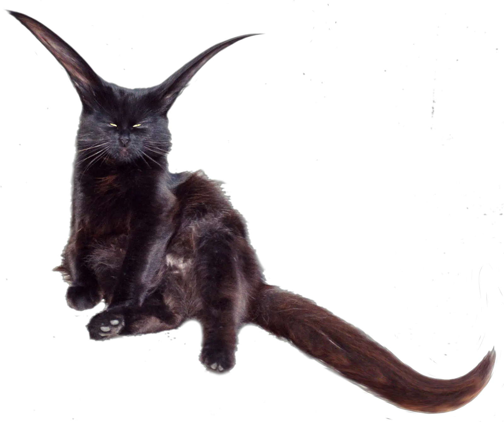 Catpng 16001340 Animals Cats Kangaroo Black Cat Kangaroo Png