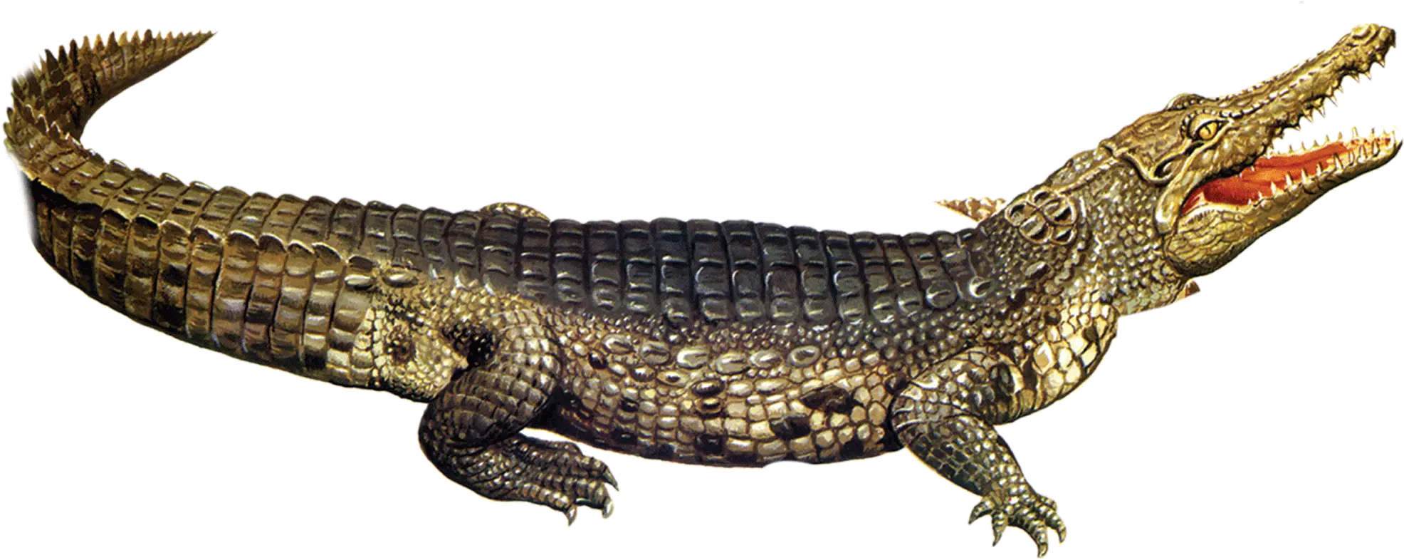 Nile Crocodile American Alligator Crocodile Png Crocodile Png