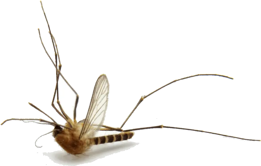Mosquito Season Starts Soon Mosquito Png Mosquito Transparent