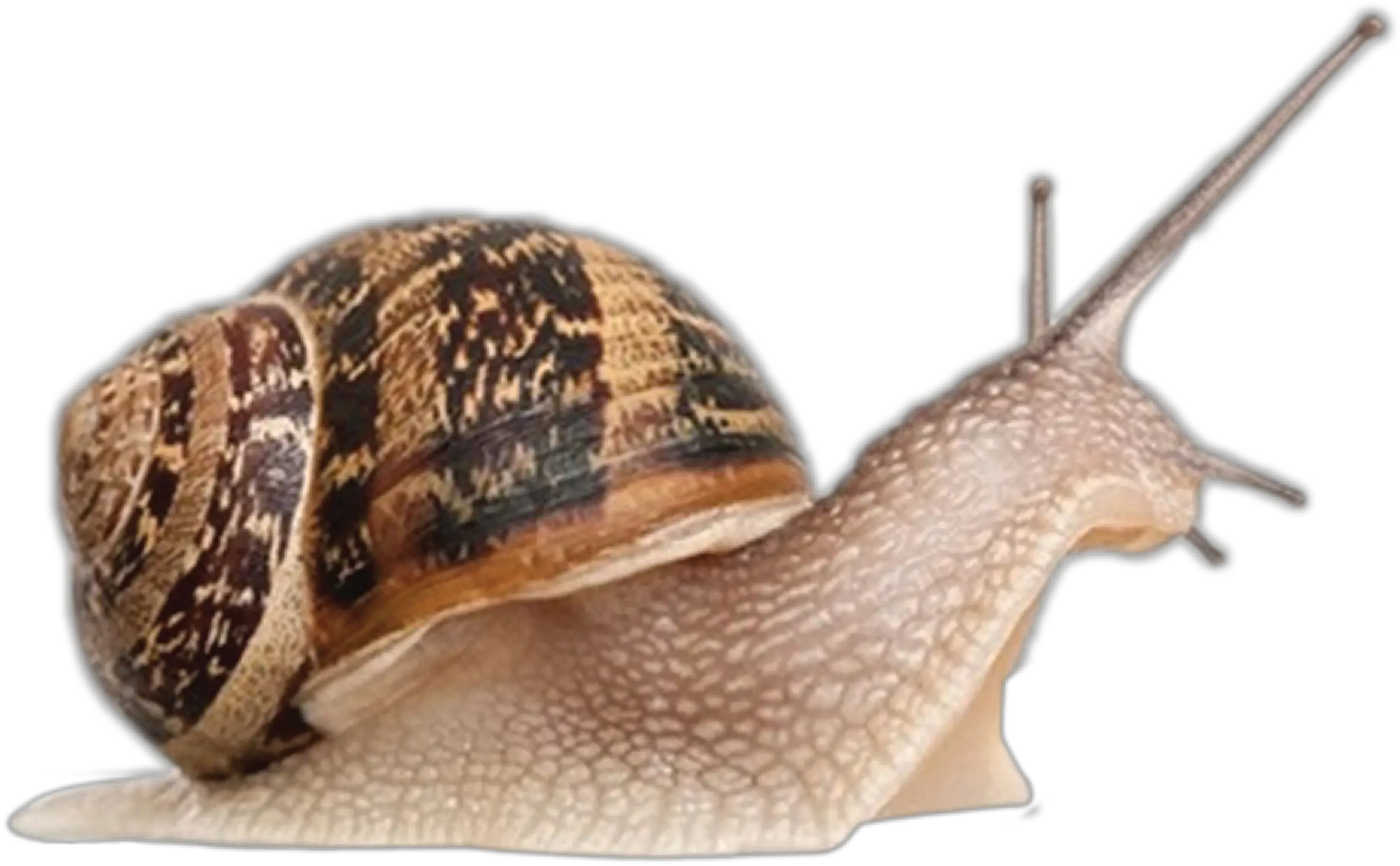 Snail Close Up Transparent Png Snail Png Snail Transparent
