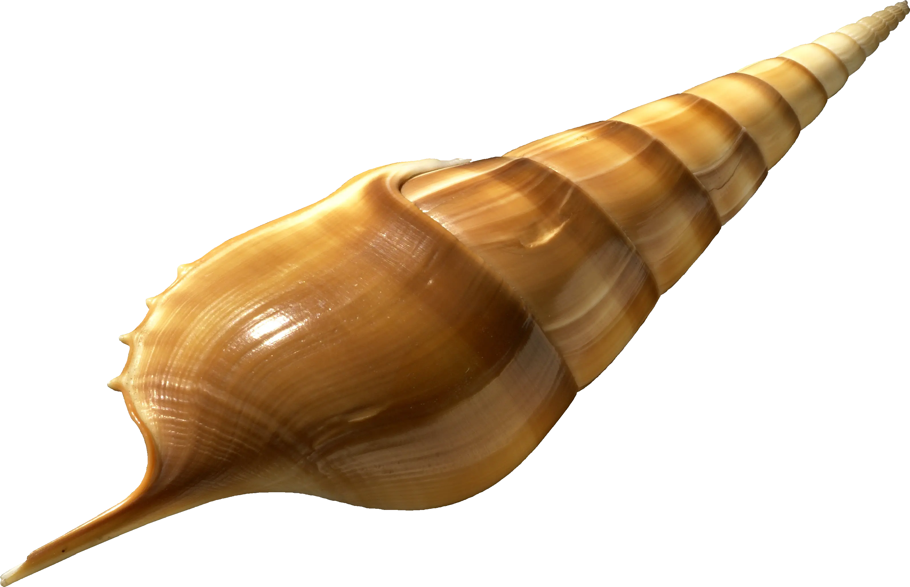 Filetibia Insulaechorab Transparentpng Wikimedia Commons Transparent Snail Transparent