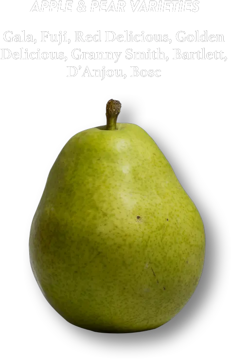 Pear Cider Pear Png Pears Png