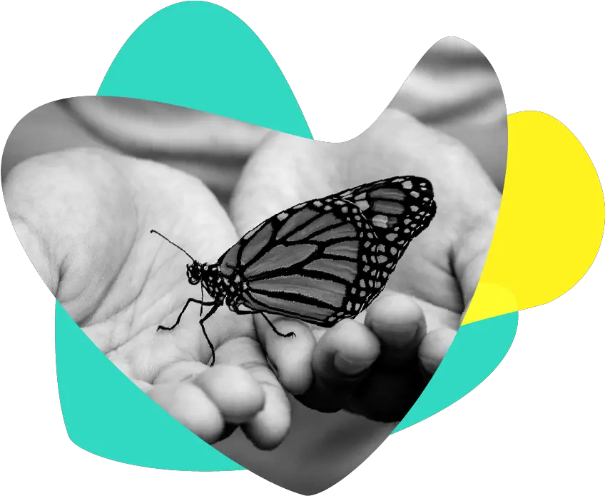 Responsive Fundraising Butterfly In Hand Images Hd Png Fundraising Png