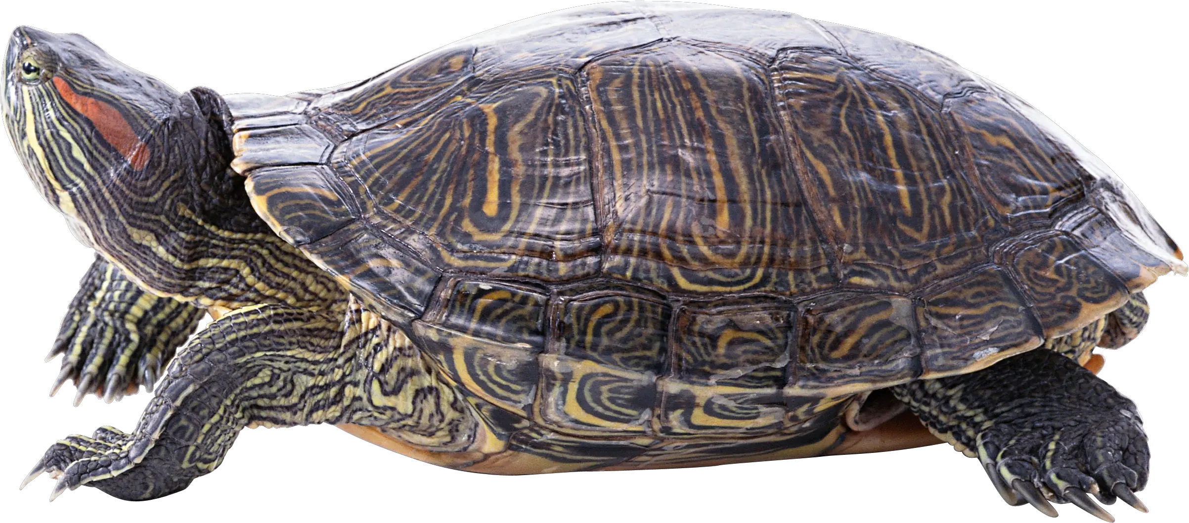 Turtle Png Images Free Download Painted Turtle Transparent Background Tortoise Png