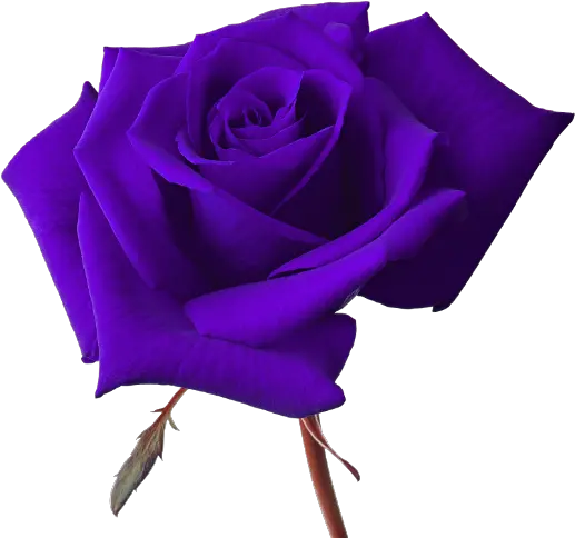 Download Vector Rose Purple Rose Transparent Background Transparent Background Purple Rose Png Roses Transparent Background