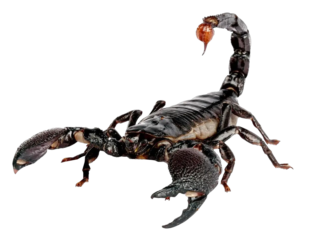 Free Pngs Scorpio Scorpion Transparent Scorpio Png