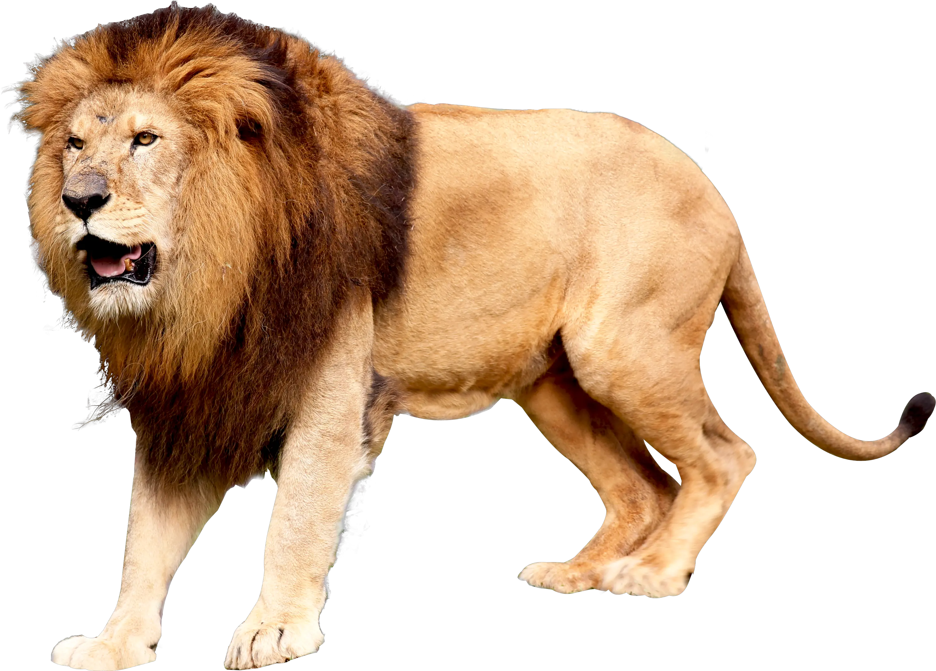 Download Hd Lion Png Image Transparent Background Lion Png Clipart Lion Roar Png