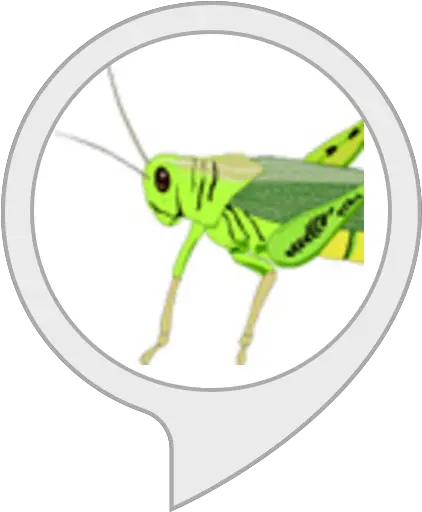 Grasshopper Facts Transparent Insect Clipart Png Grasshopper Png