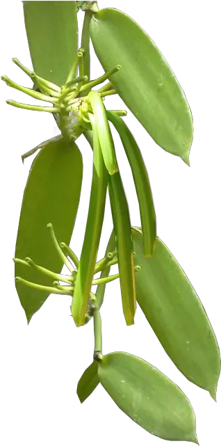 Prima Commodity Acianthera Pectinata Png Vanilla Png