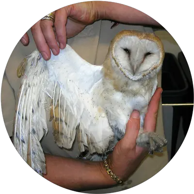 Ob Save Our Sanctuary Suffolk Owl Barn Owl Png Barn Owl Png