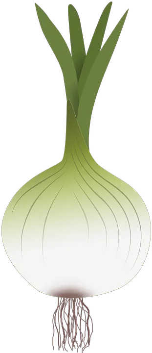 Green Onion Png Garlic Onion Png