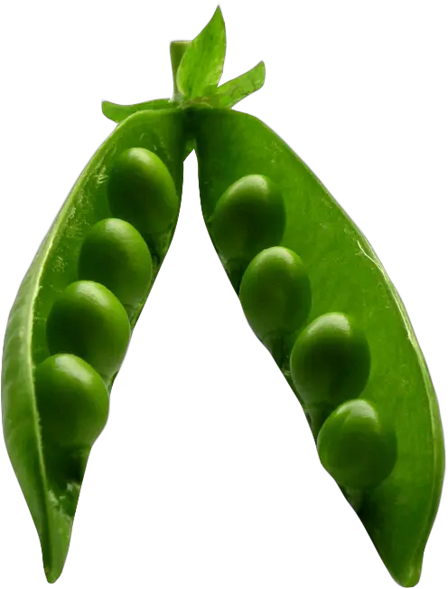 Pea Png Image For Free Download Pea Peas Png
