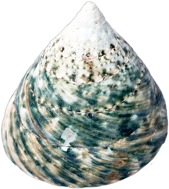 Sea Shells Png Seashell Sea Shell Png