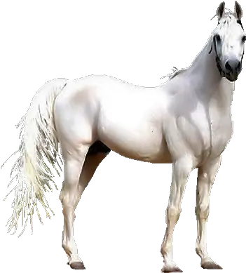 Download Renaissance Clipart Horse Transparent Background White Horse Png White Horse Png
