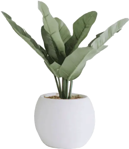 Plant Minimal Plant Png Transparent Plant Png