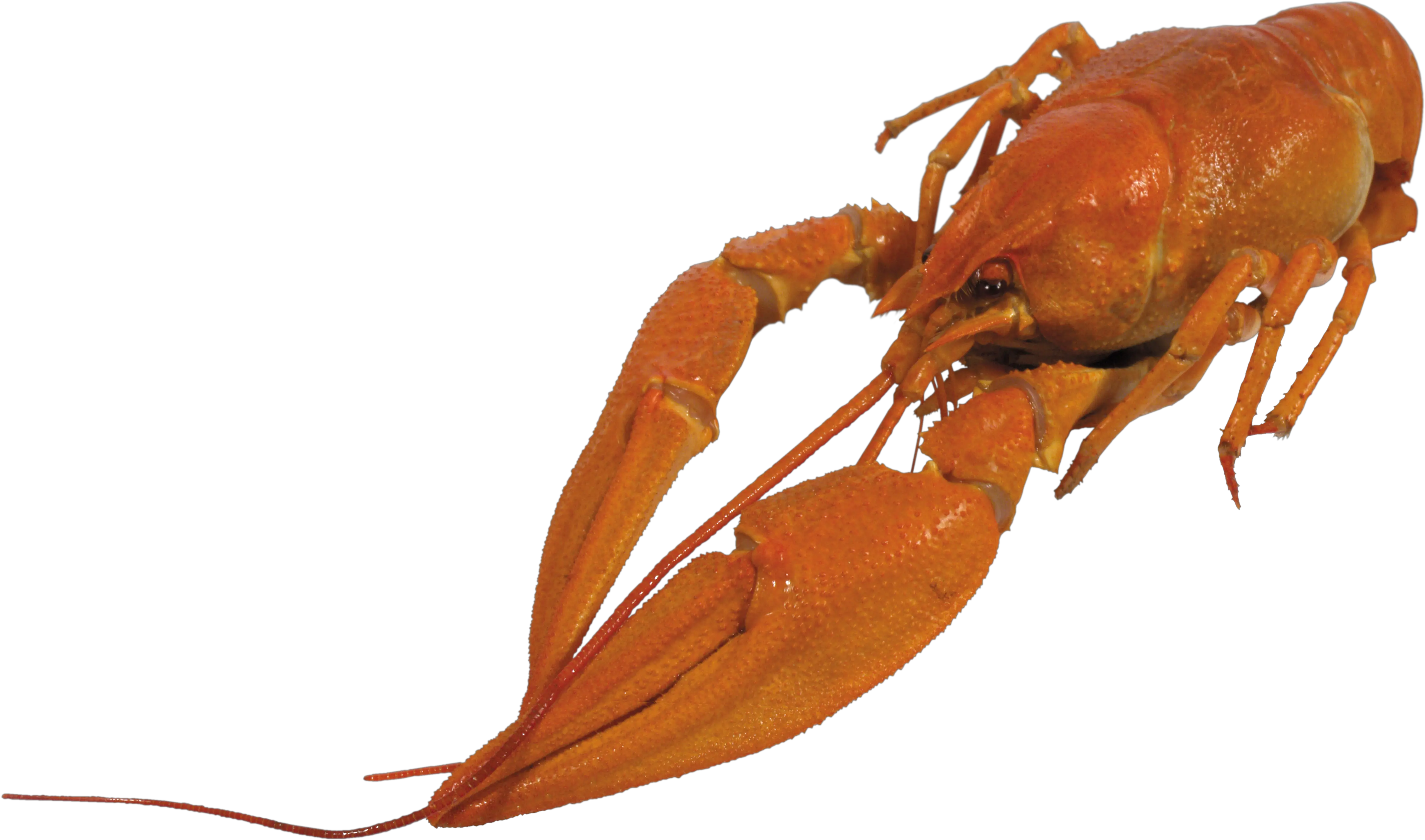 Download Crayfish Png Transparent Crayfish Png Crawfish Png