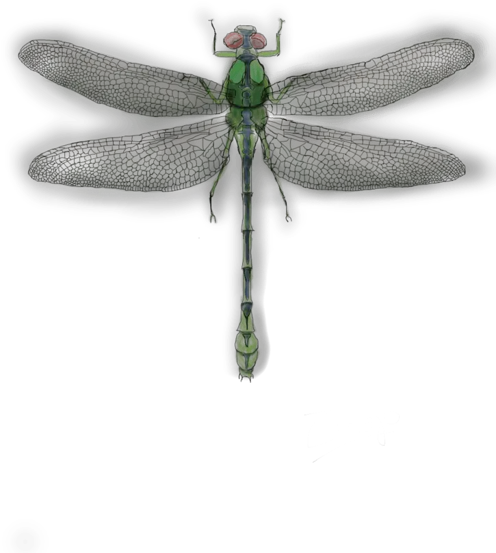 Dragonfly Png