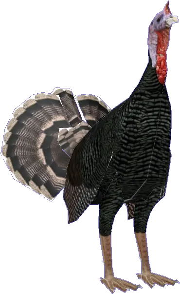 Thanksgiving Turkey Stisim Drive Wild Turkey Png Thanksgiving Turkey Png