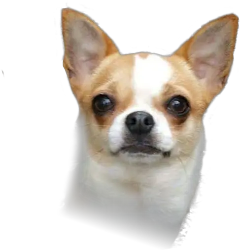 Corgi Chihuahua Puppy Png Dog Head Png