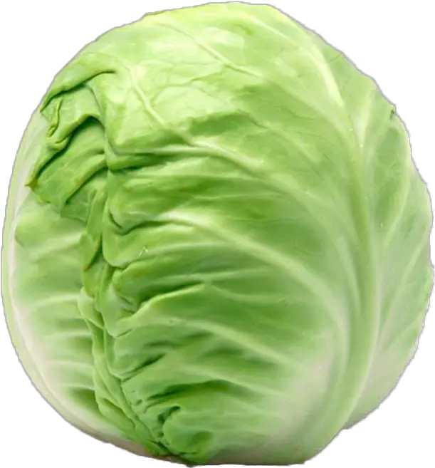 Cabbage Welcome To Grönsaksmästarna Vitt Kål Png Cabbage Transparent