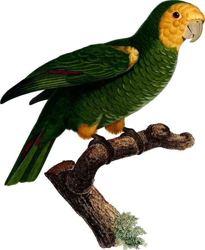 Budgerigar Parrot Macaw Art Bird Parrots Png Parrot Transparent