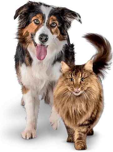 Premium Cat And Dog Dry Food Dog And Cat Png Dog And Cat Png