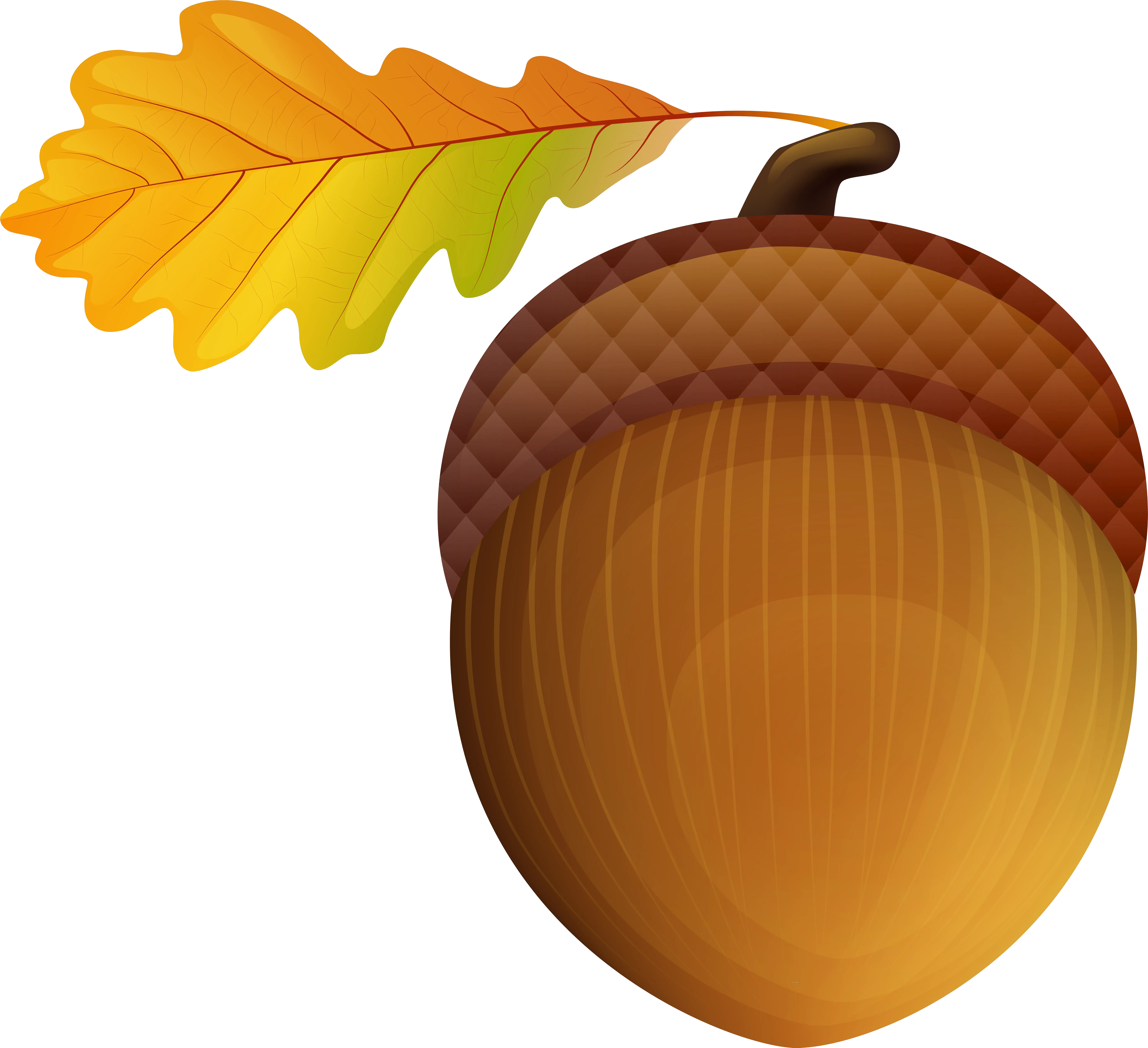 Acorn Vector Freeuse Stock Transparent Png Background