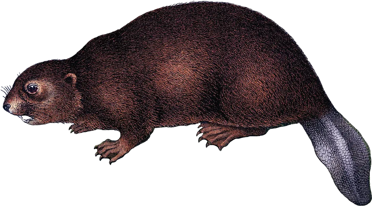 Beaver Png Background Image Platypus Rodent Beaver Png