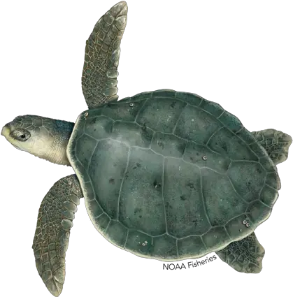 Kemps Ridley Turtle Ridley Sea Turtle Png Ridley Png