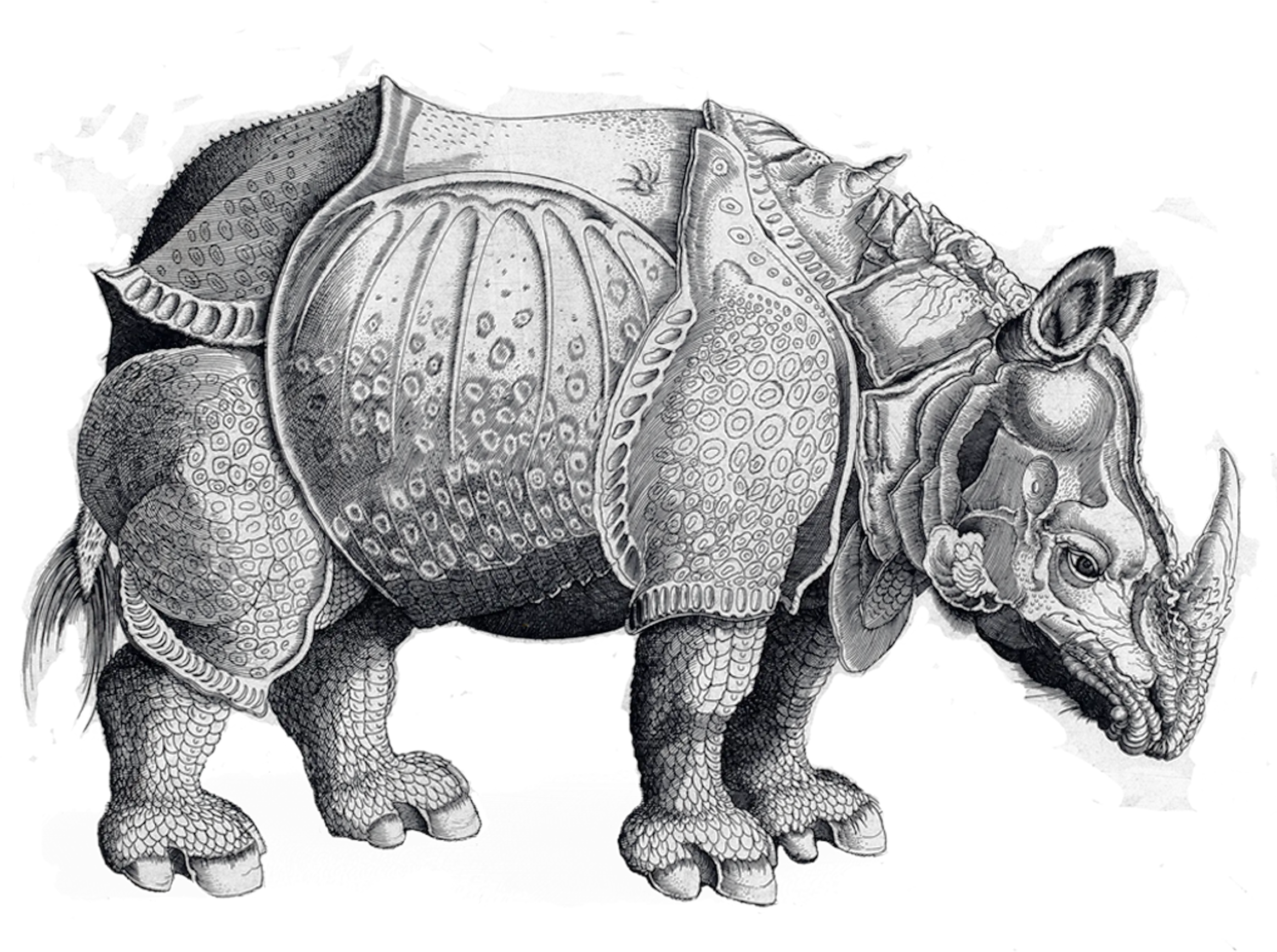 Tattly Temporary Tattoos Rhinoceros Png Rhinoceros Png