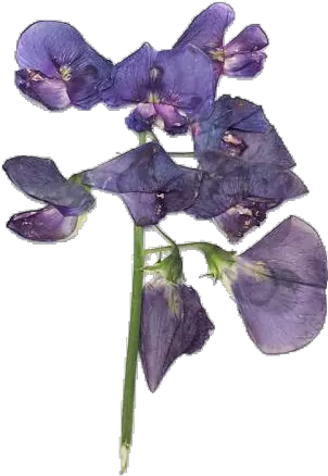 Lavender Moodboard Moodboards Png Purple Flowers