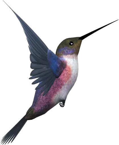 Hummingbird Png Transparent Flying Bird Png Hummingbird Png