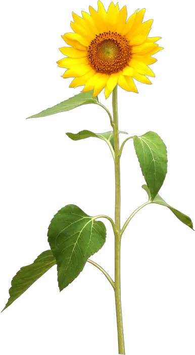 My Webpage Sonnenblume Png Sunflowers Png
