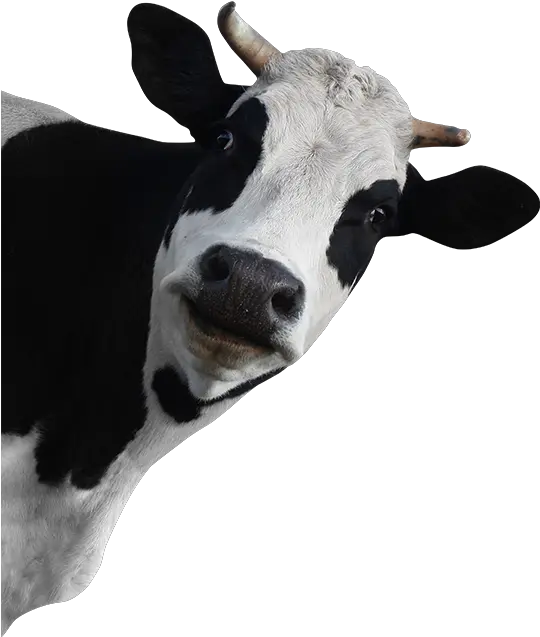 Png Background National Just Because Day Cow Transparent